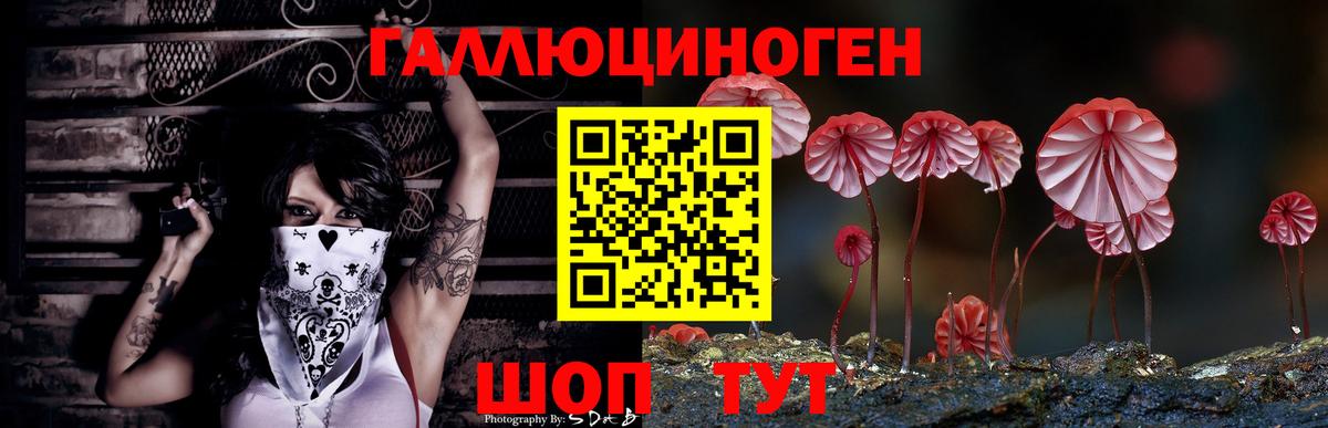Псилоцибиновые грибы Psilocybe Гатчина