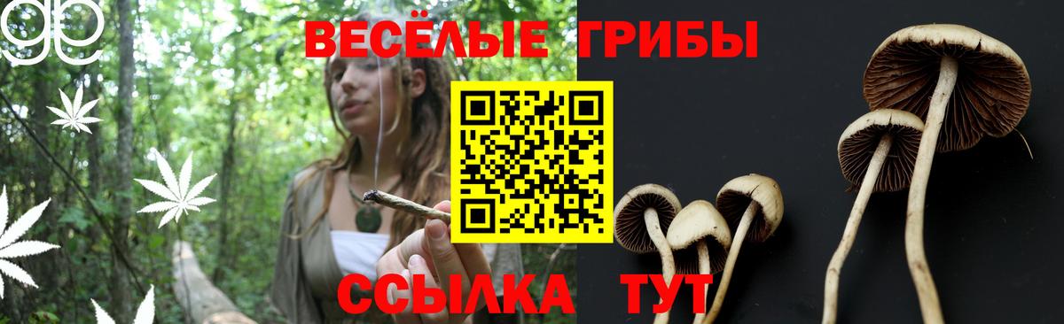 Галлюциногенные грибы Cubensis  Вход с VPN  Гатчина 